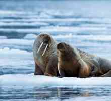 Walrus Atlantic: описание, снимка