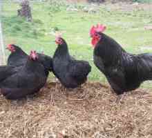 Москва черна порода пилета: описание, снимки, отзиви
