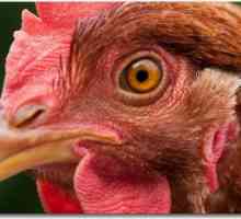 Мозъкът на пиле: Интересни факти