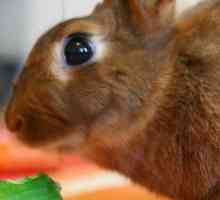 Мога ли да дам краставици и тиквички на зайци?