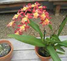 Възможно ли е да държите орхидеите у дома: признаци и суеверия