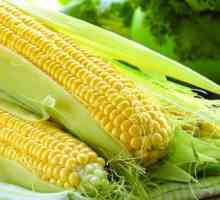 Възможно ли е да се яде царевица сурово? Ползите от суровата царевица
