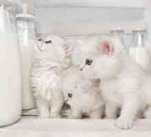 Може ли котенце да получи краве мляко? Какво да нахраниш със задни бебета при липса на естествено…