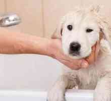 Възможно ли е да се измие кучето с човешки шампоан срещу пърхот?
