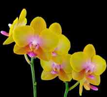 Възможно ли е да трансплантация на цъфтящи орхидеи или по-добре да се изчака?