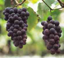 Дали е възможно да се възстановите от грозде - калорично съдържание, свойства и свойства