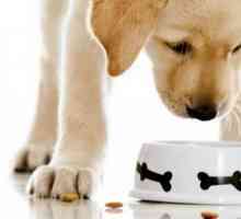 Могат ли кучета мляко и други млечни продукти?