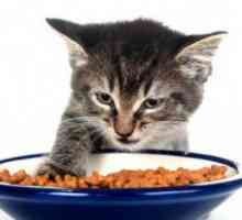 Могат ли възрастни котки да хранят котенца? Разлики в храненето
