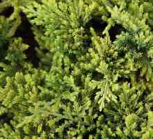 Златен килим "Juniperus": характеристики и употреби