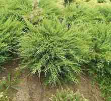 Juniperus хоризонтален Андора компактен: описание, засаждане, грижи, характеристики