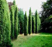 Juniperus Hibernica: характеристики на растенията, правила за грижи