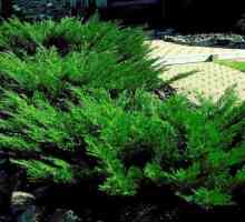 Juniperus Cossack tamariscifolia - описание, грижа и размножаване