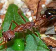Булдог мравка: начин на живот и поведение