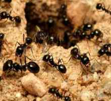 "Muravinka" за пчели: ръководство за употреба, рецензии