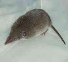 Мишка с дълъг нос: име, описание на вида