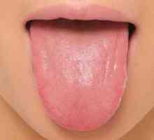 Мускулите на езика. Език: Анатомия, снимка