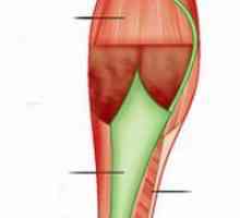 Мускулите на долния крайник на човека: структура, функции