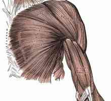 Мускулите на горните крайници на човека: структура и функции