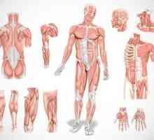 Мускулите: мускулни видове, функции, предназначение
