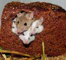 Капан за мишка със собствените си ръце: доказани методи