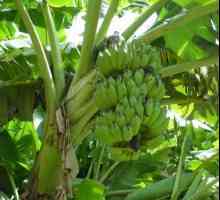 Какво правят бананите? Не на палмово дърво или дори на дърво