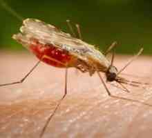 Дали мамариалният комар наистина ли е голям?