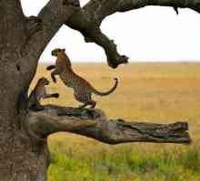 Национални паркове: Серенгети. Флора и фауна на Африка