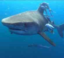 Атака на акулите на хората: митове и реалност