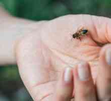 Народни средства за защита от ухапване на оси или пчела