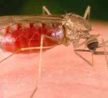 Комар на насекоми: продължителност на живота, условия и местообитание
