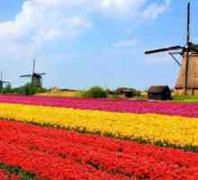 Холандия. Характеристики и особености на страната