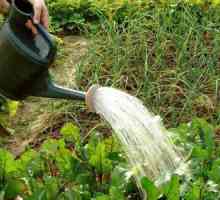 Амониев алкохол: приложение в градината като тор и за борба с вредителите