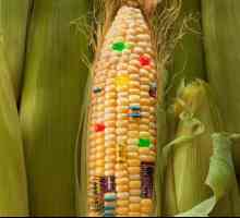 Нашето здраве: списъкът на продуктите, съдържащи ГМО