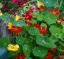 Nasturtium: засаждане и грижи. Научете как да растат зашеметяващи цветя!