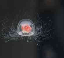 Научни изследвания: Медузите живеят ли вечно?