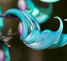 Нефритните цветя са едно от чудесата на природата