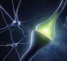 Невротрансмитерът е: дефиницията, функциите и функциите