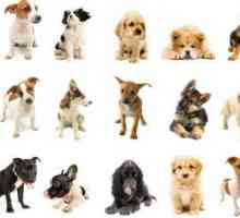 Немски породи кучета: преглед и спецификации
