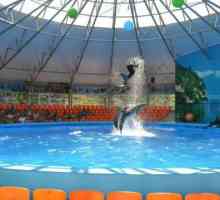 "Немо", делфинариум в Джубга: още не сте виждали такъв делфин!