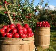 Необходими торове за ябълкови дървета през есента