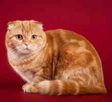 Изключително очарователни и балансирани котки от шотландска порода