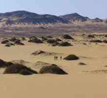 Необичайни пустинни растения: juzgun. Описание, употреба