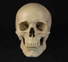 Неподредената кост на черепа е ... Структурата на скелета на главата