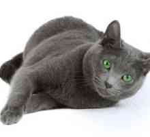 Непретенциозна порода котка: руско синьо