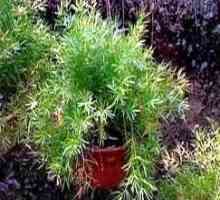 Непретенциозно и красиво растение - Аспарагус Спренър