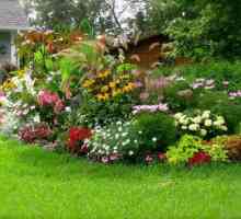Непретенциозни многогодишни цветя, цъфтящи цялото лято, за вашата градина