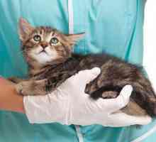 Запушване на червата при котки: симптоми и лечение