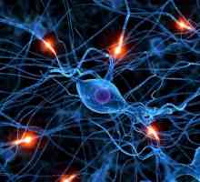 Какво е нервите? Нервите са част от човешката нервна система. Нервни увреждания