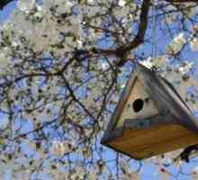 Няколко прости съвети за правилното окачване на птичи къщи