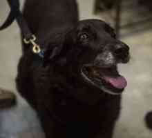 Невероятна история: кучето, изчезнало преди 10 години, се завръща на собствениците!